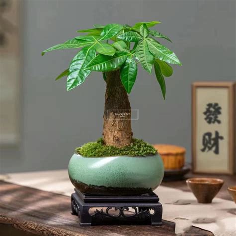 發財樹種子|如何成功種植發財樹種子——讓你的居家植物綠意盎然